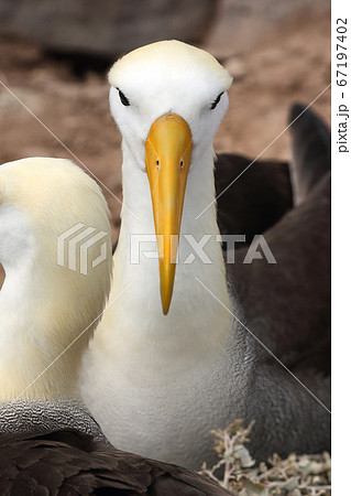Animals. Galapagos Albatross aka Waved albatrosses on Espanola Island, Galapagos Islands, Ecuador. The Waved Albatross is an critically endangered species endemic to Galapagos. Animals. Galapagos Albatross aka Waved albatrosses on Espanola Island, Galapagos Islands, Ecuador. The Waved Albatross is an critically endangered species endemic to Galapagos. 67197402