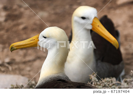 Animals on Galapagos. Galapagos Albratross aka Waved albatrosses on Espanola Island, Galapagos Islands, Ecuador. The Waved Albatross is an critically endangered species endemic to Galapagos. 67197404