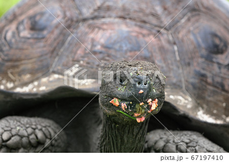 Galapagos animals - Galapagos giant tortoise walking in nature ranch eating guava fruit (with crumbs on mouth) on Santa Cruz Island in Galapagos Islands. Giant tortoises animals wildlife, Ecuador. 67197410