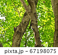 森林で見つけたシマセゲラ 67198075