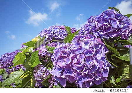 Hydrangea flowers in garden     67198134