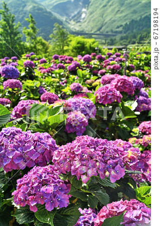 Hydrangea flowers in garden Hydrangea flowers in garden 67198194
