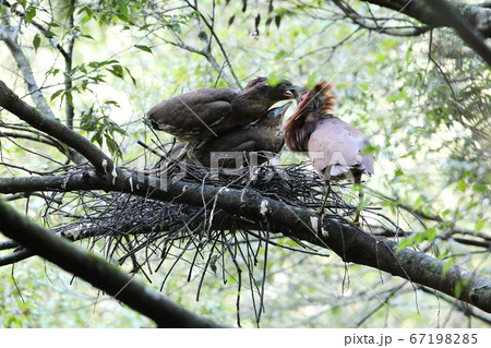 ミゾゴイの営巣 ミゾゴイの営巣 67198285