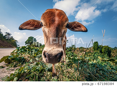 Portrait of thin brown cow looking at the camera. Portrait of thin brown cow looking at the camera. 67198384