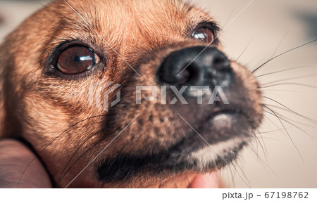 Portrait of sad dog in shelter waiting to be Portrait of sad dog in shelter waiting to be 67198762