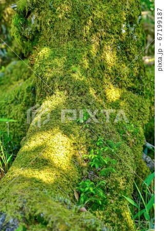 木漏れ日浴びて輝く苔むした倒木の上で育つ新芽＠大台ヶ原山、奈良 67199187