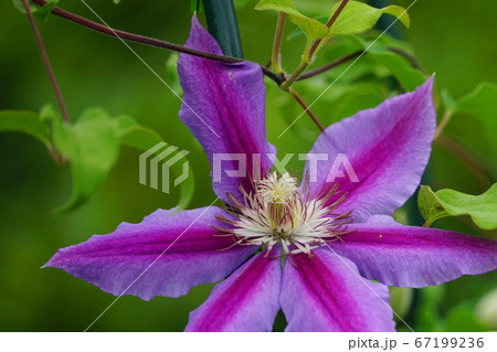 7月　足利104クレマチス･キンポウゲ科･あしかがフラワーパーク 67199236