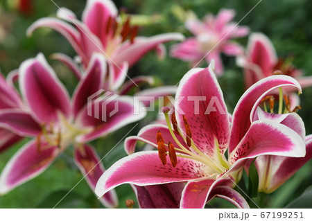 7月　足利88ユリ･ユリ科･あしかがフラワーパーク 67199251