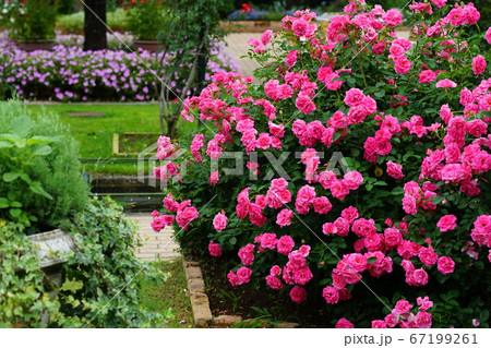 7月　足利81ローズガーデン･あしかがフラワーパーク 67199261