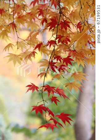 落ち着く紅葉 67199531