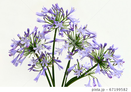 アガパンサス 67199582