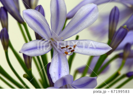 アガパンサス アガパンサス 67199583