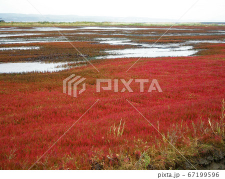能取湖 サンゴソウ 能取湖 サンゴソウ 67199596