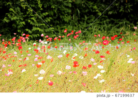 「くりはま花の国」に咲くポピー(1) 「くりはま花の国」に咲くポピー(1) 67199637