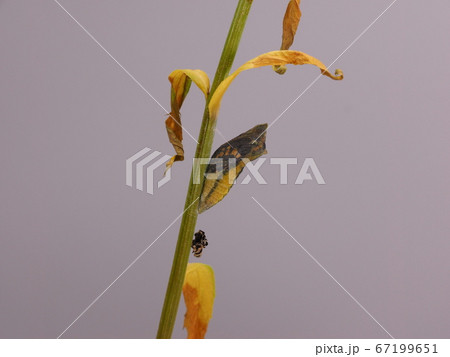 自然観察、羽化前キアゲハの蛹 67199651