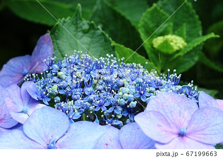 ガクアジサイ 額紫陽花 の真花が綺麗です の写真素材