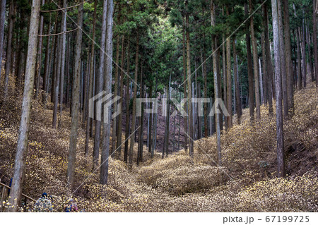 茂木町焼森山のミツマタ群生地 茂木町焼森山のミツマタ群生地 67199725