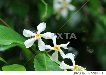 もうじき花の季節が終わるテイカカズラ(定家葛) もうじき花の季節が終わるテイカカズラ(定家葛) 67200091