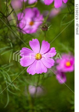 コスモス畑　秋のイメージ 67200175