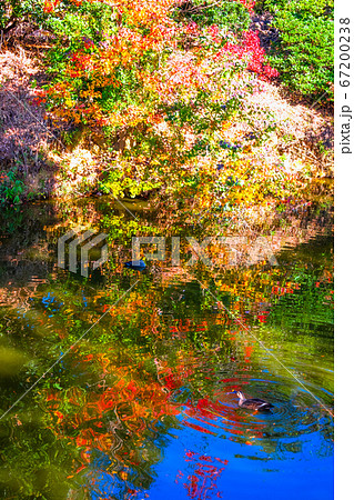 大山陵古墳 外濠の紅葉 大山陵古墳 外濠の紅葉 67200238