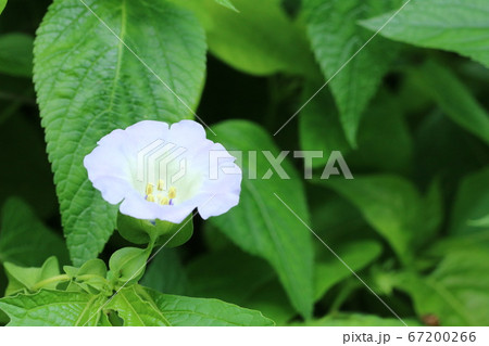 蕊が綺麗なオオセンナリ(大千成) 蕊が綺麗なオオセンナリ(大千成) 67200266