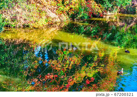 大山陵古墳　外濠の紅葉 67200321