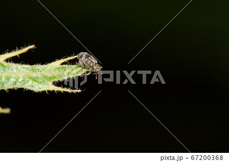 生き物 昆虫 ガロアノミゾウムシ 初夏の雑木林 クヌギの葉の上から跳ねる の写真素材