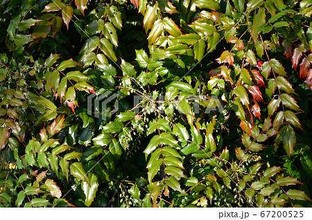 春のヒイラギナンテンを撮影した写真 春のヒイラギナンテンを撮影した写真 67200525