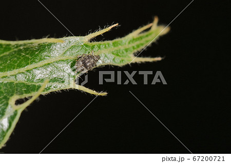 生き物　昆虫　ガロアノミゾウムシ、大きさは二ミリ半ほど。クヌギやコナラに多くいるようです 67200721