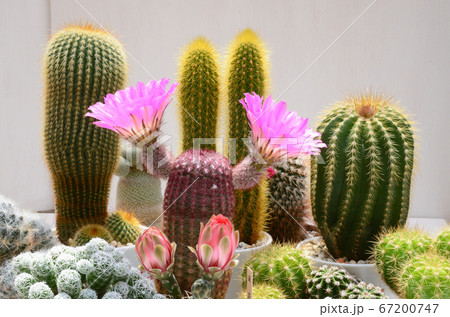 サボテンの花 67200747