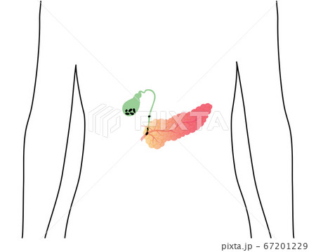 Pancreas an human body Pancreas an human body 67201229