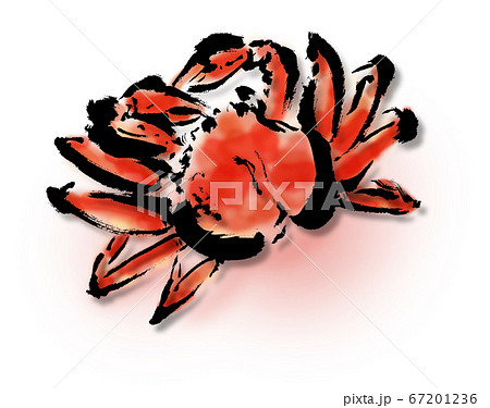 ズワイガニの影のある手描きイラスト 蟹の和風イラストのイラスト素材