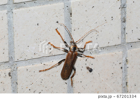 ジョウカイボン 67201334