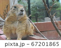 プレーリードッグ 67201865