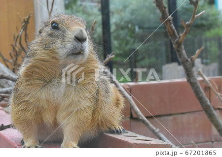 プレーリードッグ プレーリードッグ 67201865