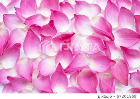 Pink lotus petals on white background. 67201869