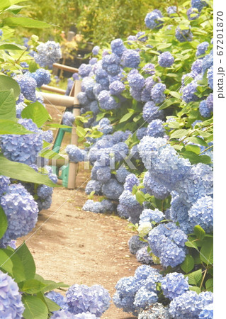 紫陽花 67201870