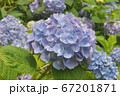 紫陽花 67201871