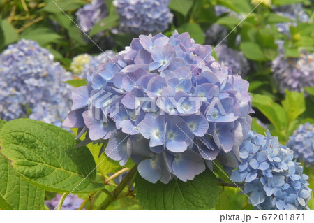 紫陽花 紫陽花 67201871