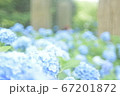紫陽花 67201872