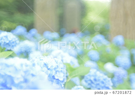 紫陽花 紫陽花 67201872
