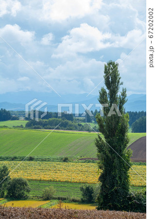 ポプラと秋の畑作地帯 67202002