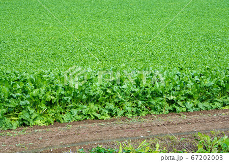 緑の野菜畑 67202003