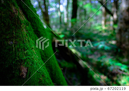 苔の森：白駒池 67202119