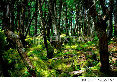 苔の森：白駒池 67202157
