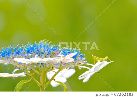 紫陽花鑑賞 67202182