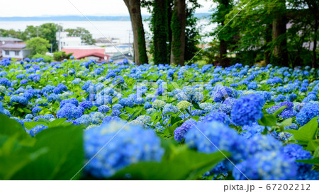 一面紫陽花の雲昌寺から望む日本海 秋田県の写真素材
