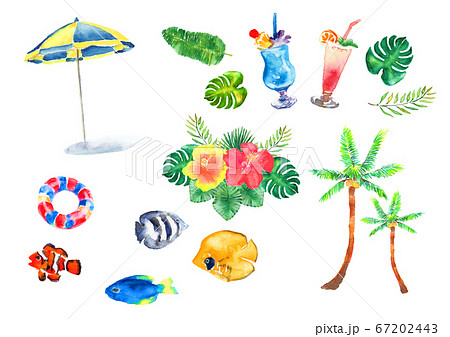 夏 南国 葉 手描き セット 水彩 イラスト 熱帯 ヤシの葉 バナナの葉 夏 南国 葉 手描き セット 水彩 イラスト 熱帯 ヤシの葉 バナナの葉 67202443