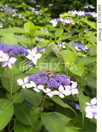 屋外 室外 自然 67202464