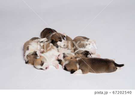 コーギーの赤ちゃん 67202540